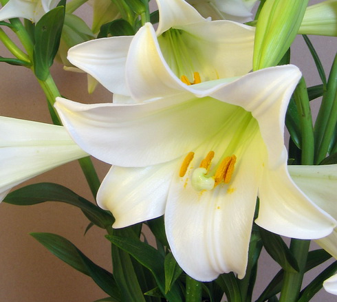 Lilium Flower