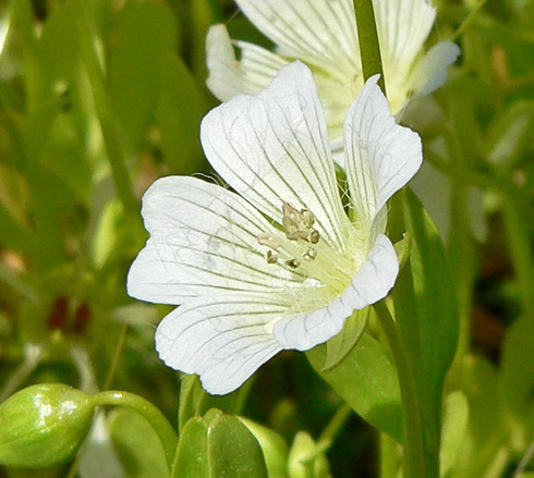 Limnanthes Flower