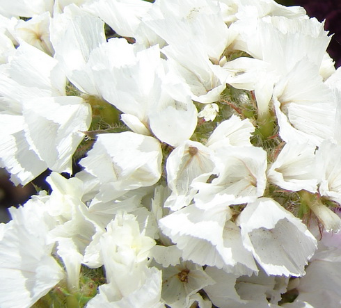 Limonium Flowers