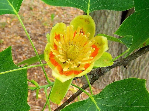 Liriodendron Flower