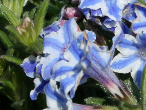 Lithodora