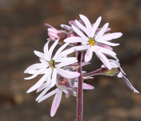 Lithophragma