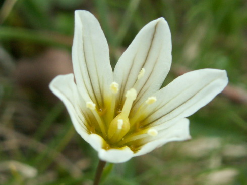 Lloydia Flower