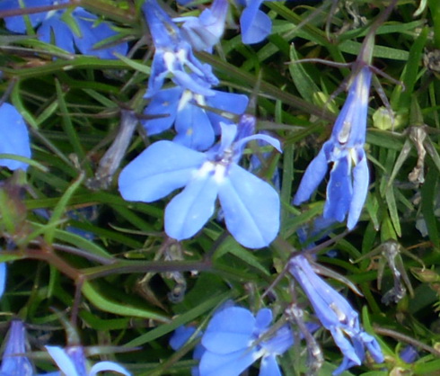 Lobelia Flowers