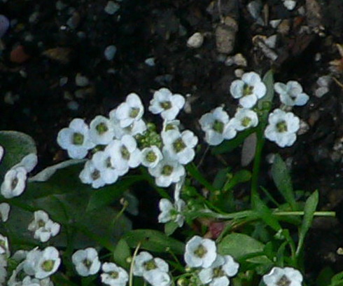 Lobularia Flowers