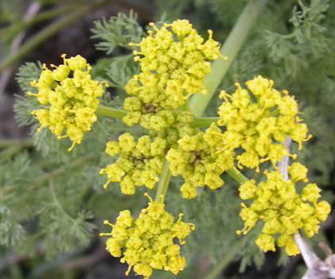 Lomatium