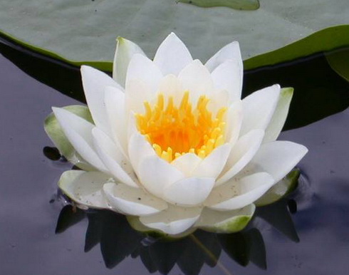 Lotus Flower