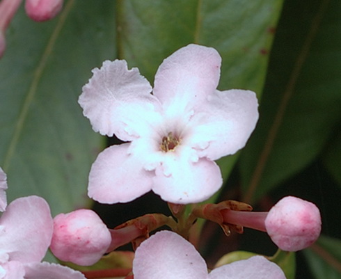 Luculia