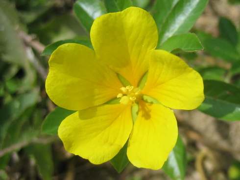 Ludwigia Flower