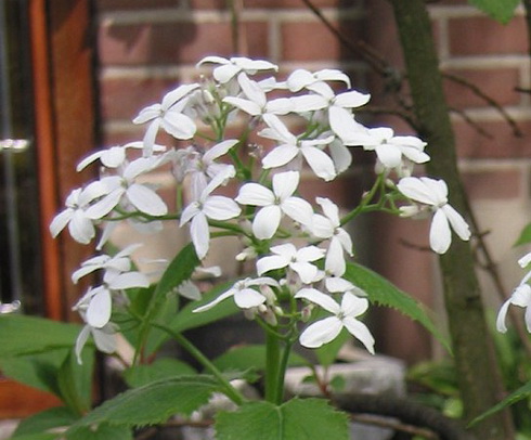 Lunaria