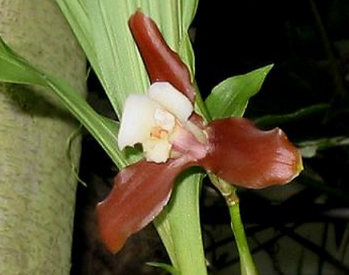 Lycaste Flower