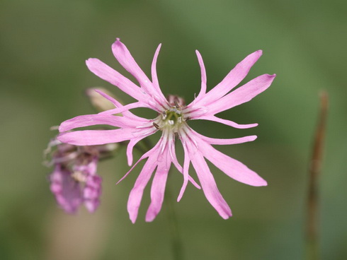 Lychnis Flower