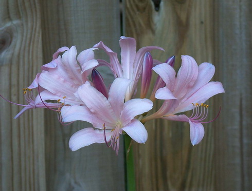 Lycoris Flower