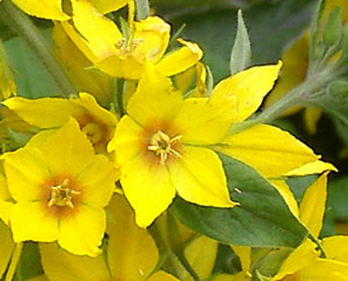 Lysimachia