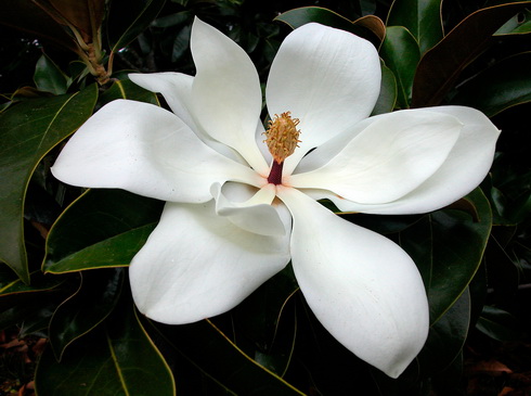 Magnolia Flower