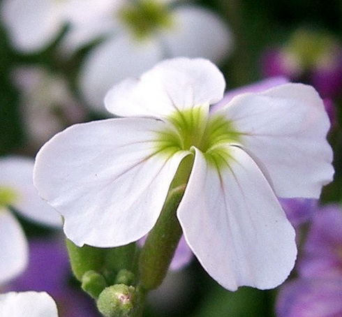 Malcolmia Flower