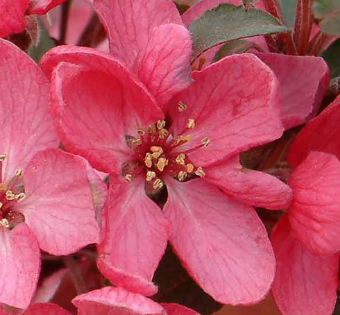 Malus Flower