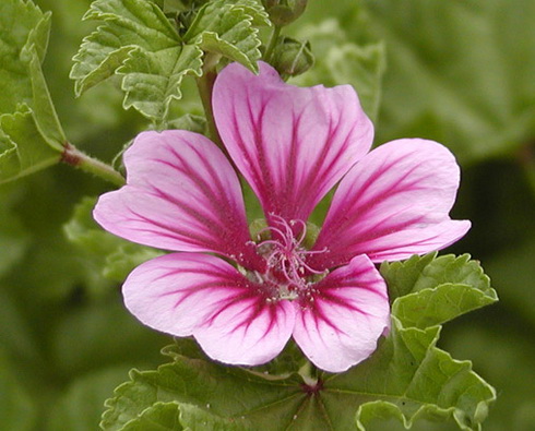 Malva Flower