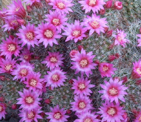 Mammillaria Flowers