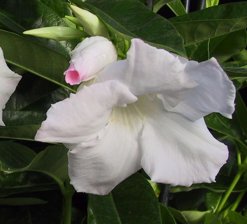 Mandevilla Flower