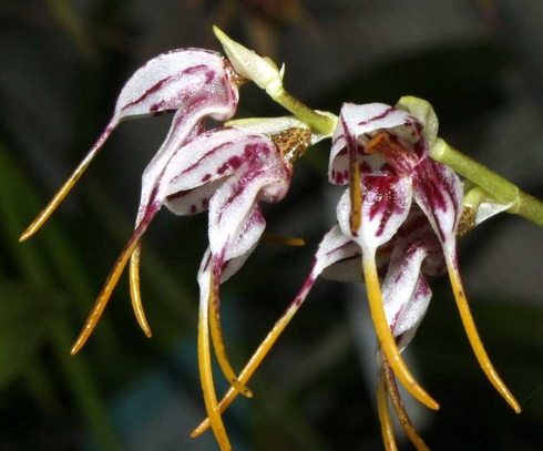 Masdevallia Flower