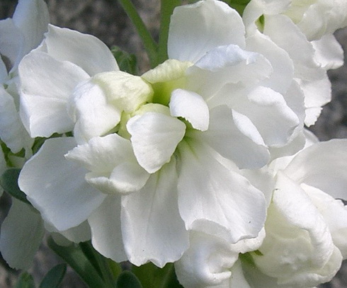 Matthiola Flower