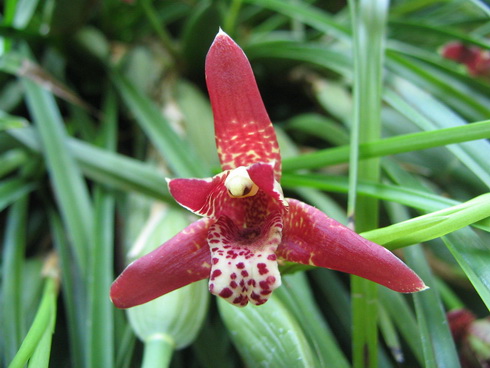 Maxillaria Flower