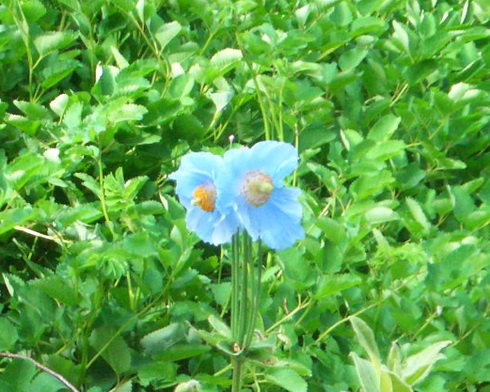 Meconopsis Flower