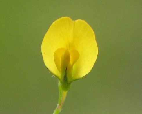 Medicago