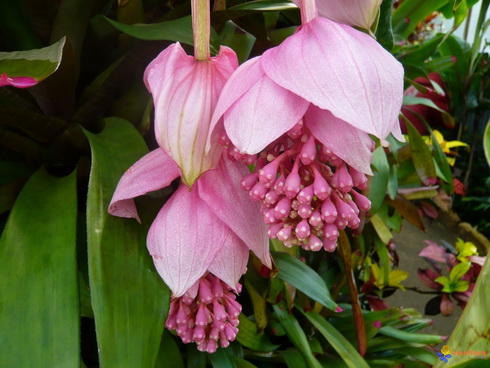 Medinilla