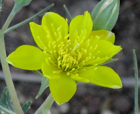Mentzelia Flower
