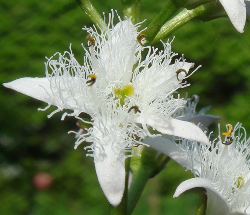 Menyanthes Flower