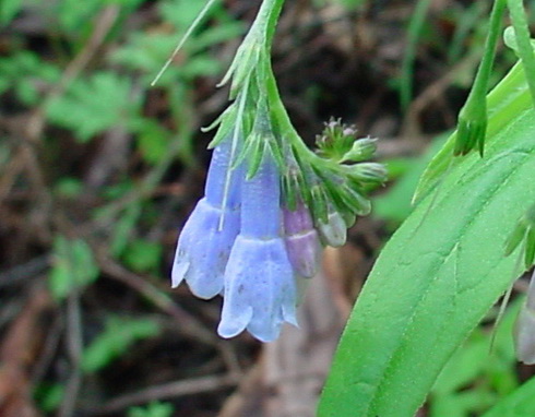 Mertensia