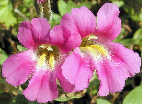 Mimulus