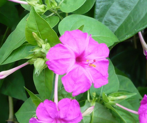 Mirabilis Flower