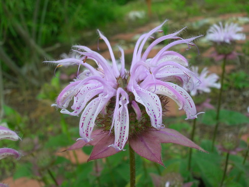 Monarda