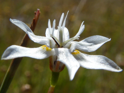 Moraea Flower
