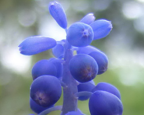 Muscari