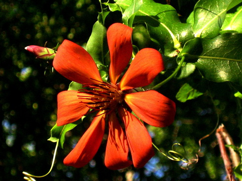 Mutisia Flower