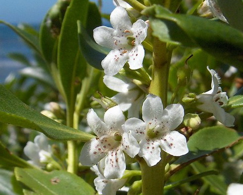 Myoporum