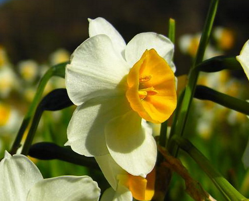 Narcissus Flower