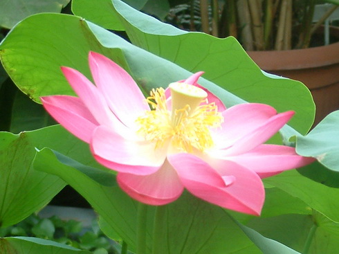 Nelumbo Flower