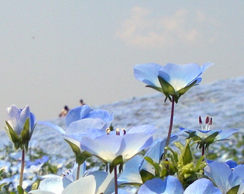 Nemophila Flowers