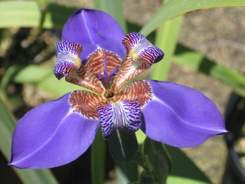 Neomarica Flower
