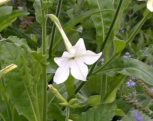 Nicotiana