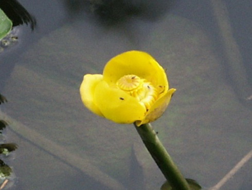 Nuphar