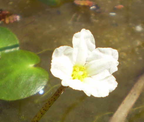 Nymphoides Flower