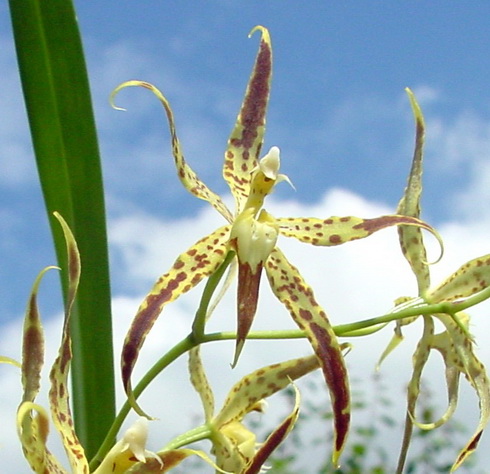 Odontoglossum