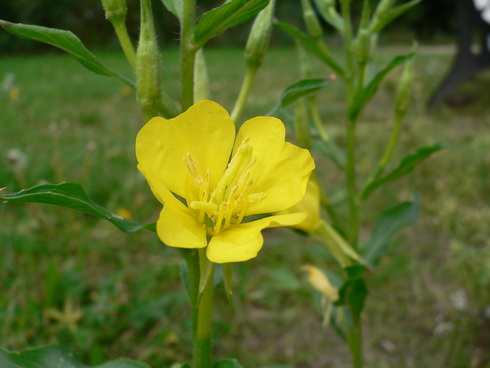 Oenothera Flower