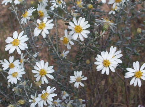 Olearia Flowers